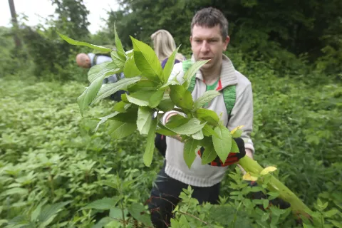 delovna akcija Očistimo Gorenjsko invazivke sotočje potok Rupovščica reka Kokra Občina Kranj / Foto: Gorazd Kavčič