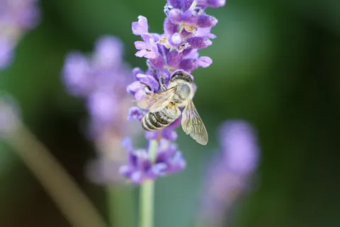 Slabe vremenske razmere so lani zmanjšale medenje medovitih rastlin. (Slika je simbolična.) / Foto: Cveto Zaplotnik