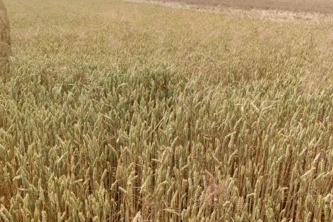 Kmetje pridelujejo pšenico z izgubo. / Foto: Cveto Zaplotnik