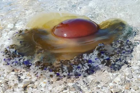 meduza morje / Foto: Tina Dokl