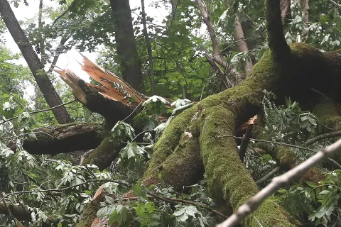 podrta drevesa savski drevored savska cesta struževo sprehod neurje prepovedano sprehajanje občina Kranj / Foto: Gorazd Kavčič