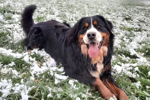 Bernskega planšarskega psa Larsa iz Lahovč že mesec dni ni videl nihče. / Foto: arhiv Sarah Bobnar / Foto: 