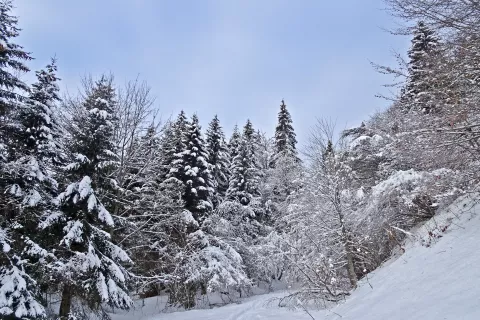 Gaz nad Planino za jamo / Foto: Jelena Justin / Foto: 