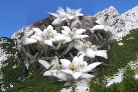 Planika (Leontopodium alpinum) / Foto: Jurij Kurillo