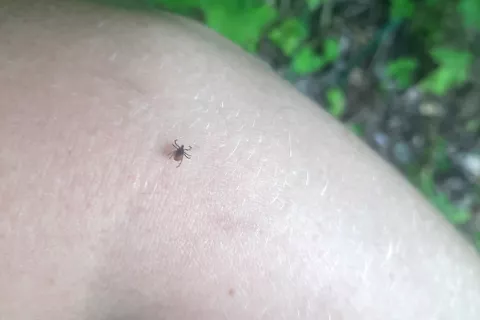 Klopov je letos manj, a vseeno se je treba po prihodu iz gozda (pa tudi zgolj z vrta) temeljito pregledati. / Foto: Klara Mrak / Foto: 