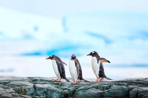 Antarktika navdušuje tudi z živalskim svetom. / Foto: Nejc Draganjec / Foto: 
