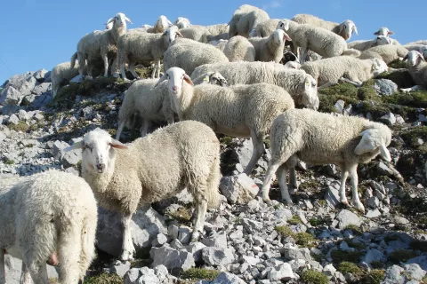 Volkovi in medvedje so v zadnjih štirih letih na območju parka oziroma lovišča Triglav pokončali 270 živali, od tega največ ovc. Slika je simbolična. / Foto: Cveto Zaplotnik / Foto: 
