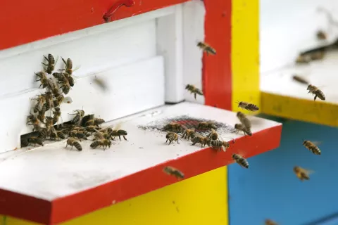 Čebele začnejo izletavati iz panjev ob sončnem vremenu in temperaturah okrog osem stopinj Celzija. / Foto: Tina Dokl / Foto: 