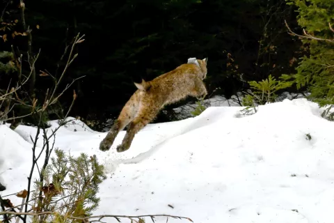 Za zabojno past je skrbel lovec, član Lovske družine Bled, ki je risinjo poimenoval Meri. Pri tem je tudi nekaj srečnih naključij, saj angleška izgovarjava lahko pomeni tudi »merry« – v prevodu »vesel«. In novica jih je razveselila prav na božični dan. / Foto: Igor Pičulin, arhiv projekta Life Lynx / Foto: 
