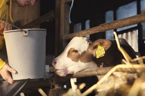 Kmetije so se pokazale za zelo primerno okolje za zaposlovanje oseb z lažjo motnjo v duševnem razvoju. / Foto: arhiv Bcn / Foto: 