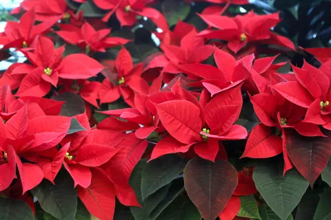 Božične zvezde / Foto: Gorazd Kavčič / Foto: 