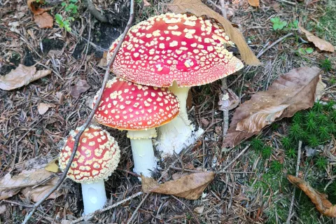Nekaj zastrupitev je bilo tudi posledica namernega uživanja rdeče mušnice. / Foto: Ana Šubic / Foto: 