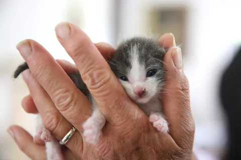 Zavrženi mladički so pogosto v slabih stanjih in le redki preživijo. / Foto: Helena Kermelj / Foto: 