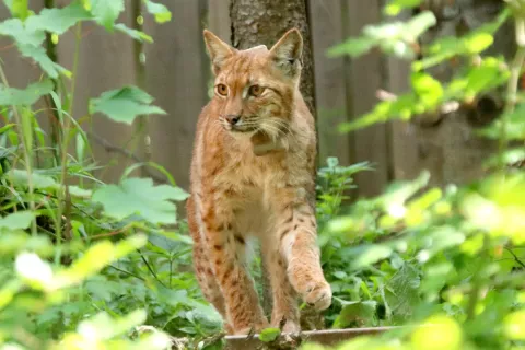 Rise, naseljene v Slovenijo, spremljajo s pomočjo ovratnic in avtomatskih kamer. / Foto: Miha Krofl / Foto: 
