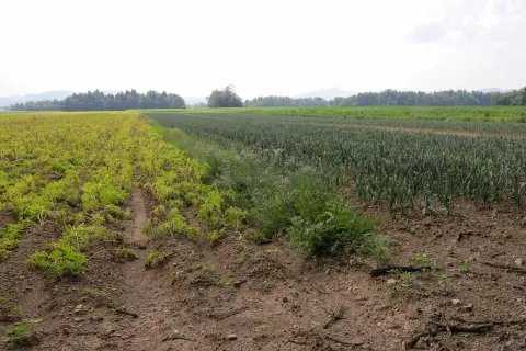 Z namakalnim sistemom bi omogočili namakanje 231 hektarov kmetijskih zemljišč na območju Trboj, Prebačevega in Žerjavke. / Foto: Tina Dokl