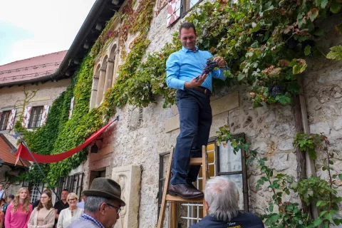 Blejski župan Anton Mežan je obral prvi grozd letošnje grajske letine. / Foto: Maša Likosar / Foto: 