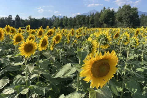 nasad sončnice obrnjene proti soncu vaš razgled 24 058 polje Šenčur Britof / Foto: Gorazd Kavčič