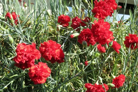 Lahko rečemo, da je tudi izbor za najlep&scaron;i gorenjski nagelj pripomogel k temu, da je ta izjemna in tradicionalna rastlina preživela. / Foto: arhiv Gorenjske turistične zveze