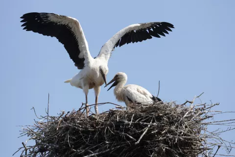ptič Štorklje okolica Primskovo Kranj gnezdo Kutinova ulica Orehek štorklja veliko število parov / Foto: Gorazd Kavčič