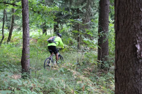 Kolesarjenje po gozdovih ni urejeno. (Slika je simbolična.) / Foto: Cveto Zaplotnik