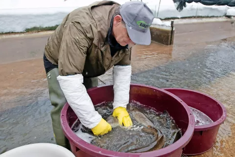 Zrelost plemenk člani Ribiške družine Tržič pregledujejo enkrat tedensko. / Foto: Primož Pičulin / Foto: 