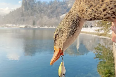 Blejski ribiči pravijo, da je šlo v primeru race, ki se ji je pod kljun zataknila vaba za ribe, za nesrečen dogodek, kakršni se na Blejskem jezeru sicer ne zgodijo prav pogosto. / Foto: 