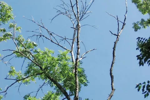 Zelo prizadeto odraslo drevo jesena ob Planšarskem jezeru na Jezerskem / Foto: Niki Ogris (www.zdravgozd.si) / Foto: 