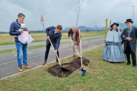 Ob novi kolesarski povezavi s Kokrice do Brda so zasadili tudi 54 jablan sorte kranjska voščenka. / Foto: Simon Šubic / Foto: 