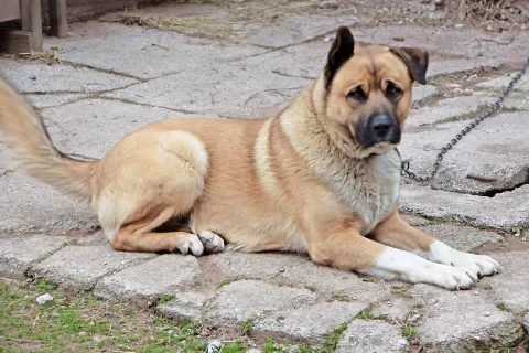 Spremenjeni zakon prepoveduje privezovanje psov, a dovoljuje nekatere izjeme. Slika je simbolična. / Foto: 