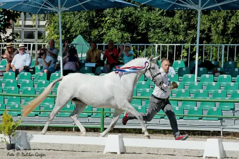 Janez Peternel med predstavitvijo šampionke razstave / Foto: Gregor Dalibor / Foto: 