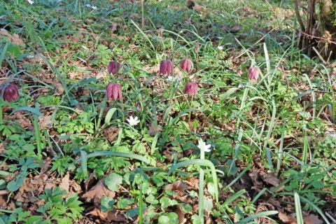 Močvirski tulipan ali žerjavček je ogrožena in zaščitena vrsta, zato si v Trzinu še posebej prizadevajo, da bi njegova rastišča v občini ohranili. / Foto: Janja Železnikar / Foto: 