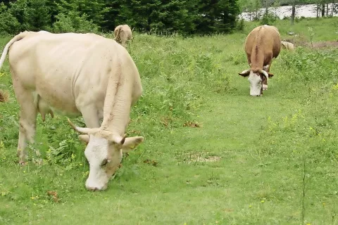 Nova kmetijska politika predvideva proizvodno vezana plačila tudi za prirejo mleka na gorskih in hribovskih območjih ter za rejo krav dojilj ne glede na območje. Slika je simbolična. / Foto: 