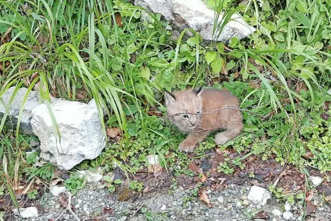 Eden od treh mladičev risinje Aide, ki sta jih presenečeni pohodnici sredi avgusta opazili ob gozdni poti. / Foto: Mateja Mohorič / Foto: 