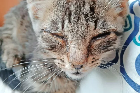 Tudi v Društvu Reks in Mila pozivajo k odgovornemu ravnanju in odločitvi za sterilizacijo oziroma kastracijo mačk in psov. Prostovoljci društva so vsak dan na terenu in se žal srečujejo s premnogimi zelo žalostnimi zgodbami. / Foto: arhiv društva / Foto: 