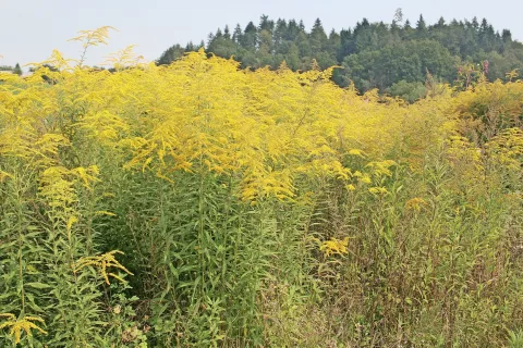 Kanadska zlata rozga / Foto: 