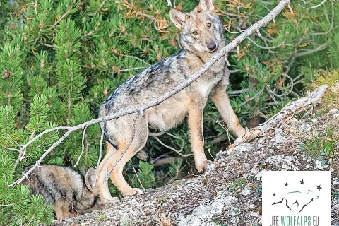 Volčji tropi so na Gorenjskem po več desetletjih odsotnosti ponovno prisotni od predlani. /Foto: arhiv projekta LIFE Wolf Alps EU (Gabriele Cristiani) / Foto: 