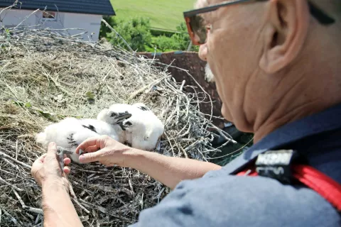 Dušan Dimnik je letos obročkal sedemnajst mladičev štorkelj. / Foto: Gorazd Kavčič / Foto: 