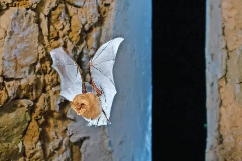 Netopirji naseljujejo tudi številne objekte kulturne dediščine. / Foto: Matej Vranič / Foto: 