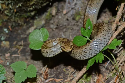 V Sloveniji lahko opazimo dvanajst vrst kač. / Foto: osebni arhiv Davorja Rosa / Foto: 