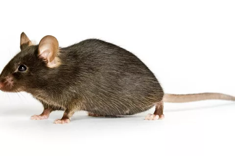 Pri bivanju in delu v naravi pazite, da zaščitite hrano in pijačo pred glodavci in odstranite ostanke hrane. / Foto: 