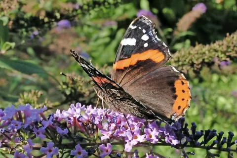 Metulja admirala ne bo na sodobnih »travniških njivah«, saj tam ne medi nobena cvetica. / Foto: Jurij Kurillo / Foto: 