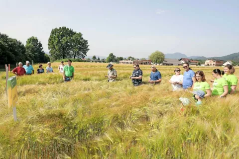 Kmetijsko gozdarski zavod Kranj je prejšnji ponedeljek pripravil na Šifrerjevi kmetiji v Zgornjih Bitnjah ogled poskusa s 33 sortami ozimnih žit (18 sort ječmena, 9 sort pšenice in 6 sort tritikale). Udeležencem so predstavili tudi značilnosti letošnjih rastnih razmer za žita in vlogo strniščnih dosevkov v njivskem kolobarju. / Foto: Tina Dokl / Foto: 