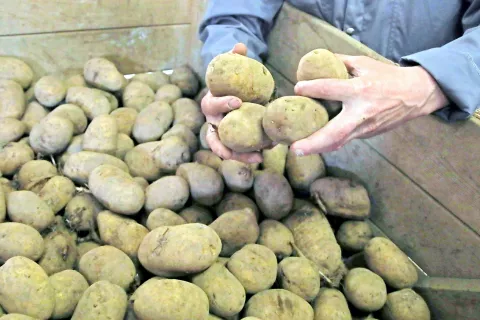 Do finančnega nadomestila za izpad dohodka so upravičeni tudi pridelovalci jedilnega krompirja. / Foto: Gorazd Kavčič / Foto: 