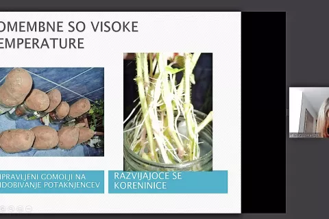 Predavanje Nataše Kunstelj o sladkem krompirju / Foto: zajem zaslona / Foto: 