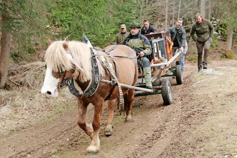 Sredi aprila so člani Lovske družine Nomenj - Gorjuše organizirali prevoz Zoisa in Aide v oboro na Jelovico. Na lokacijo, ki javnosti ni bila znana, da izjemno plašnih živali ne bi preveč vznemirjali, so ju pripeljali z vozom lojtrnikom. / Foto: arhiv projekta Life Lynx / Foto: 