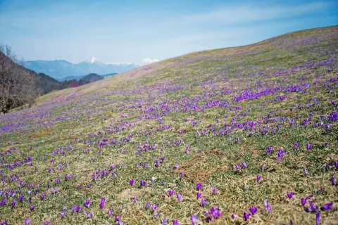 Vijolična preproga med samotnimi kmetijami Selške doline / Foto: 