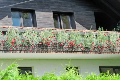Gorenjski nagelj se spet vrača na okna in balkone. / Foto: arhiv GTZ / Foto: 