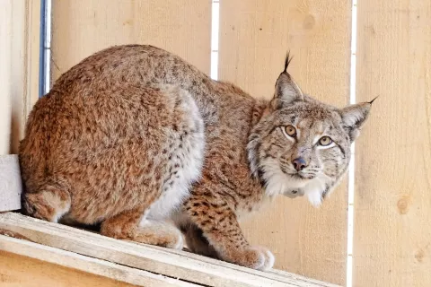 Ris Tris se v obori na Pokljuki privaja na življenje v gorenjskih gozdovih. / Foto: Miha Krofel / Foto: 