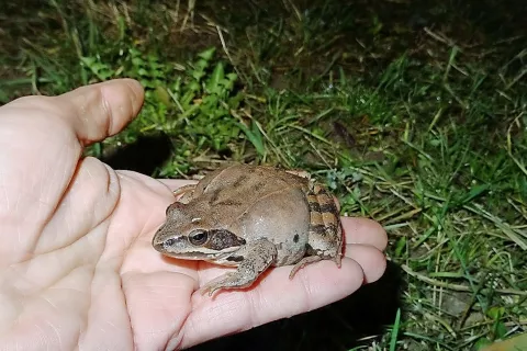 Foto: arhiv GG / Foto: 