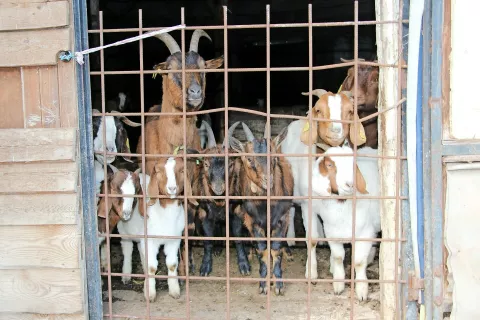 Rejci ovc in koz bodo letos lahko uveljavljali proizvodno vezano plačilo za rejo drobnice. / Foto: 